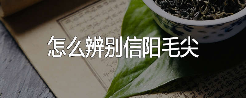 怎么辨别信阳毛尖