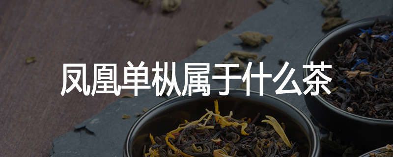 凤凰单枞属于什么茶