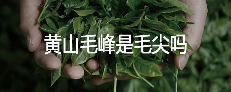 黄山毛峰是毛尖吗
